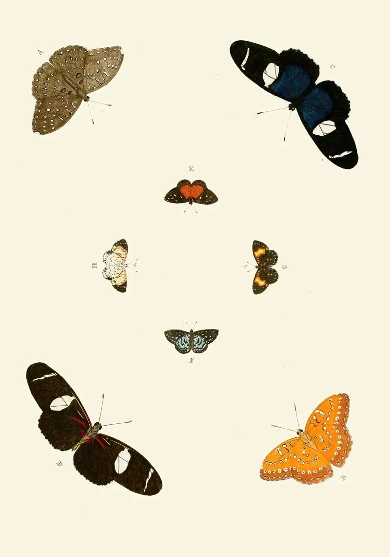 De Uitlandsche Kapellen Voorkomende In De Drie Waereld Deelen Asia Africa En America Pl66 Wall Art by Pieter Cramer - High-Resolution Digital Print