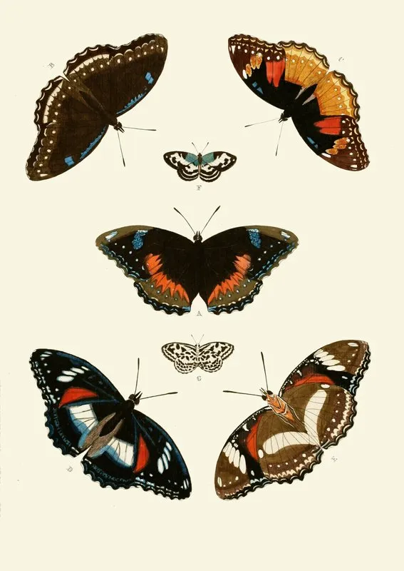 De Uitlandsche Kapellen Voorkomende In De Drie Waereld Deelen Asia Africa En America Pl67 Wall Art by Pieter Cramer - High-Resolution Digital Print