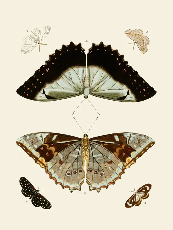 De Uitlandsche Kapellen Voorkomende In De Drie Waereld Deelen Asia Africa En America Pl71 Wall Art by Pieter Cramer - High-Resolution Digital Print