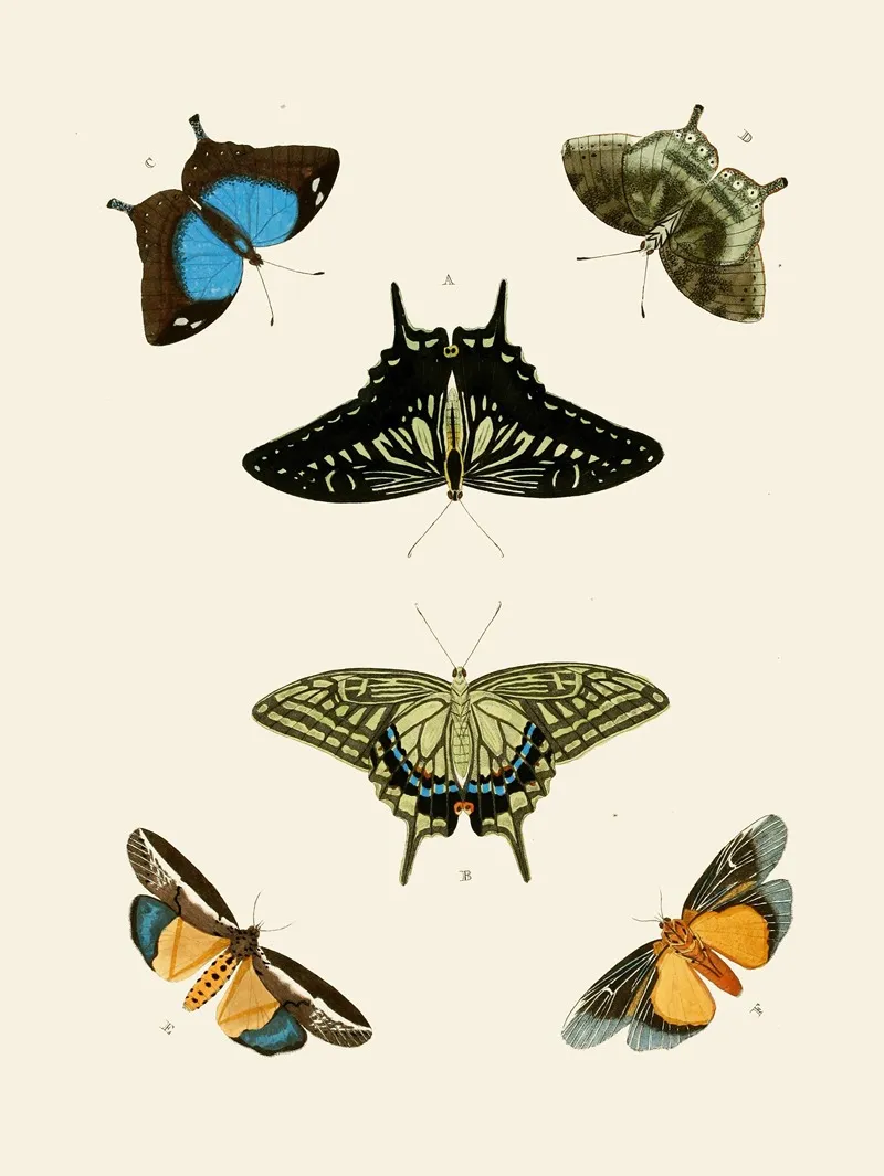 De Uitlandsche Kapellen Voorkomende In De Drie Waereld Deelen Asia Africa En America Pl73 Wall Art by Pieter Cramer - High-Resolution Digital Print
