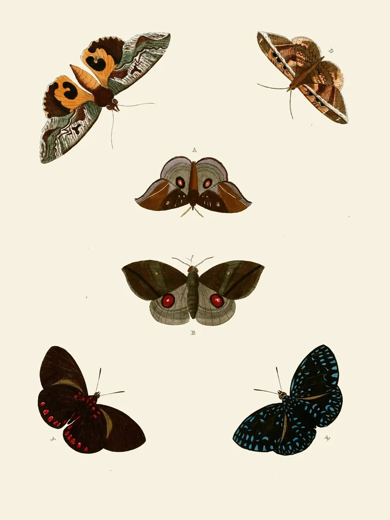De Uitlandsche Kapellen Voorkomende In De Drie Waereld Deelen Asia Africa En America Pl77 Wall Art by Pieter Cramer - High-Resolution Digital Print