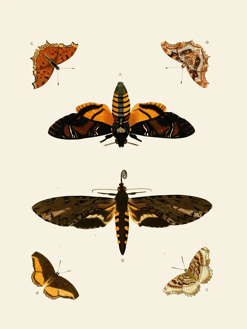 De Uitlandsche Kapellen Voorkomende In De Drie Waereld Deelen Asia Africa En America Pl78 Wall Art by Pieter Cramer - High-Resolution Digital Print