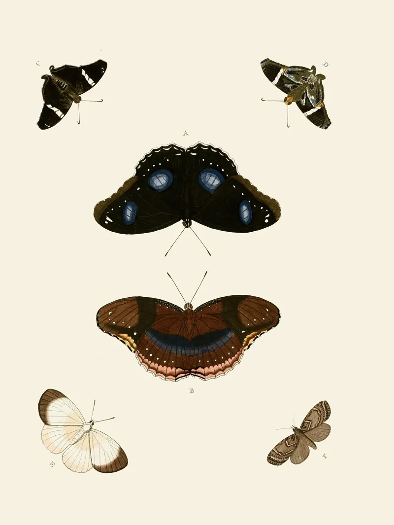 De Uitlandsche Kapellen Voorkomende In De Drie Waereld Deelen Asia Africa En America Pl80 Wall Art by Pieter Cramer - High-Resolution Digital Print