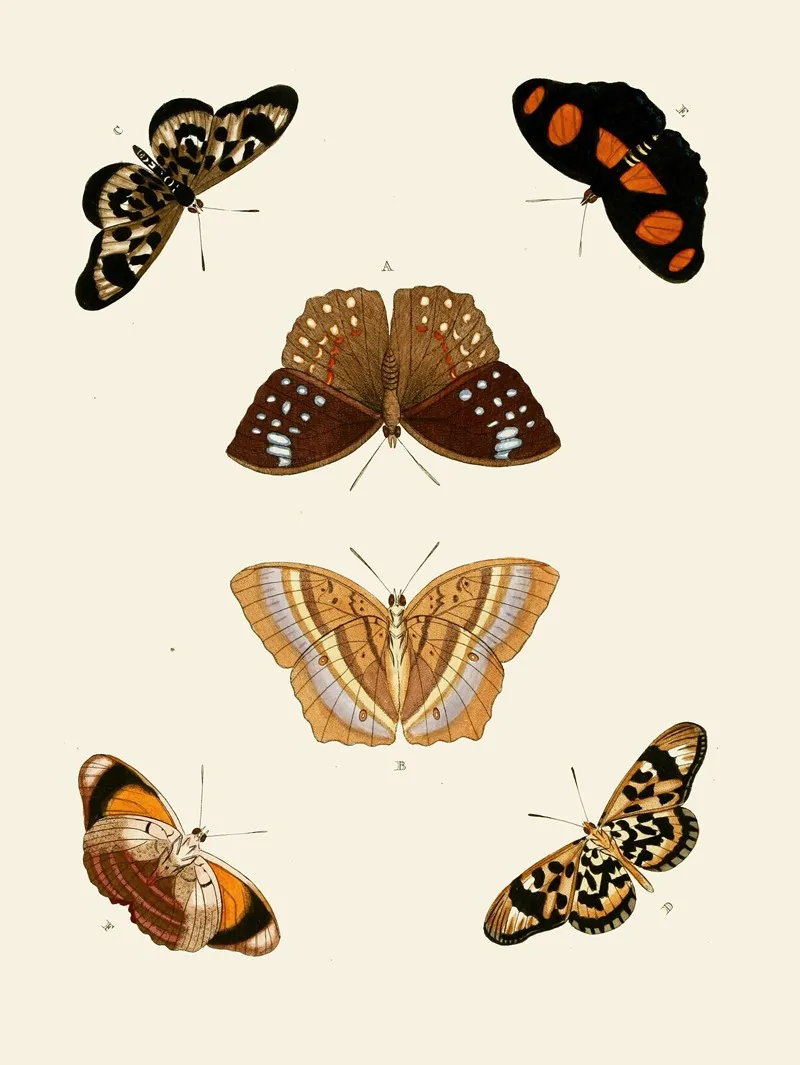 De Uitlandsche Kapellen Voorkomende In De Drie Waereld Deelen Asia Africa En America Pl81 Wall Art by Pieter Cramer - High-Resolution Digital Print