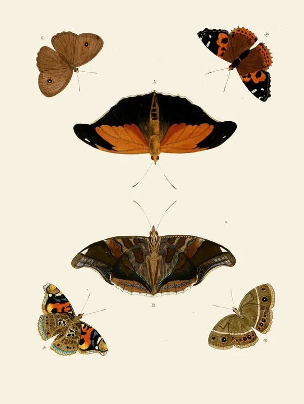 De Uitlandsche Kapellen Voorkomende In De Drie Waereld Deelen Asia Africa En America Pl84 Wall Art by Pieter Cramer - High-Resolution Digital Print