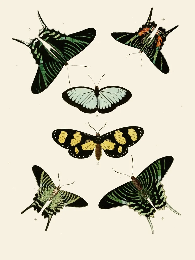 De Uitlandsche Kapellen Voorkomende In De Drie Waereld Deelen Asia Africa En America Pl85 Wall Art by Pieter Cramer - High-Resolution Digital Print