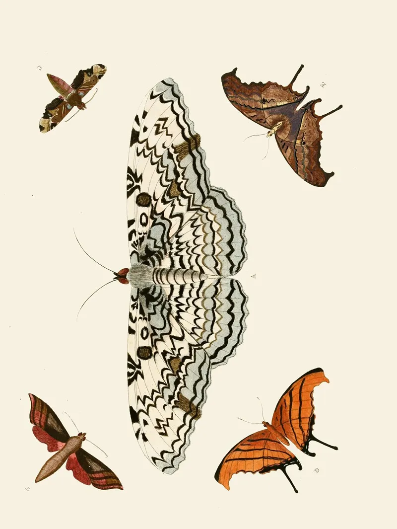 De Uitlandsche Kapellen Voorkomende In De Drie Waereld Deelen Asia Africa En America Pl87 Wall Art by Pieter Cramer - High-Resolution Digital Print