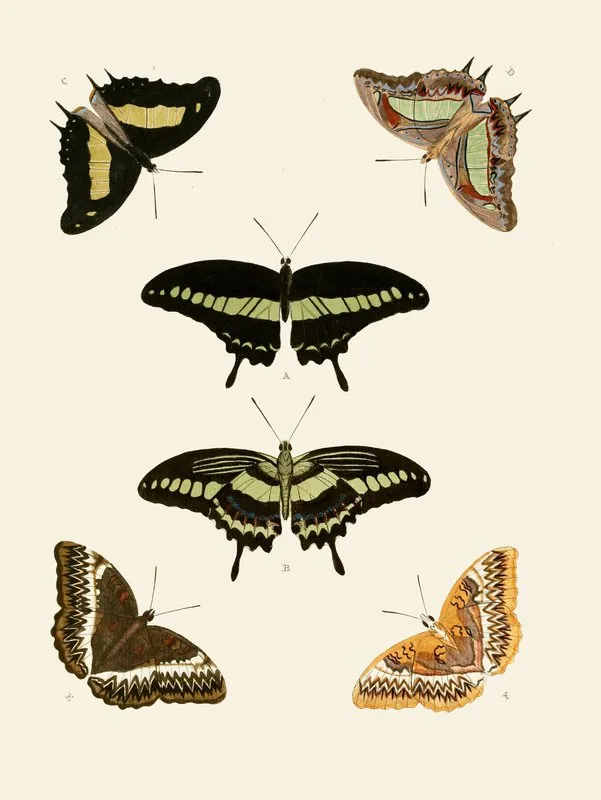 De Uitlandsche Kapellen Voorkomende In De Drie Waereld Deelen Asia Africa En America Pl89 Wall Art by Pieter Cramer - High-Resolution Digital Print