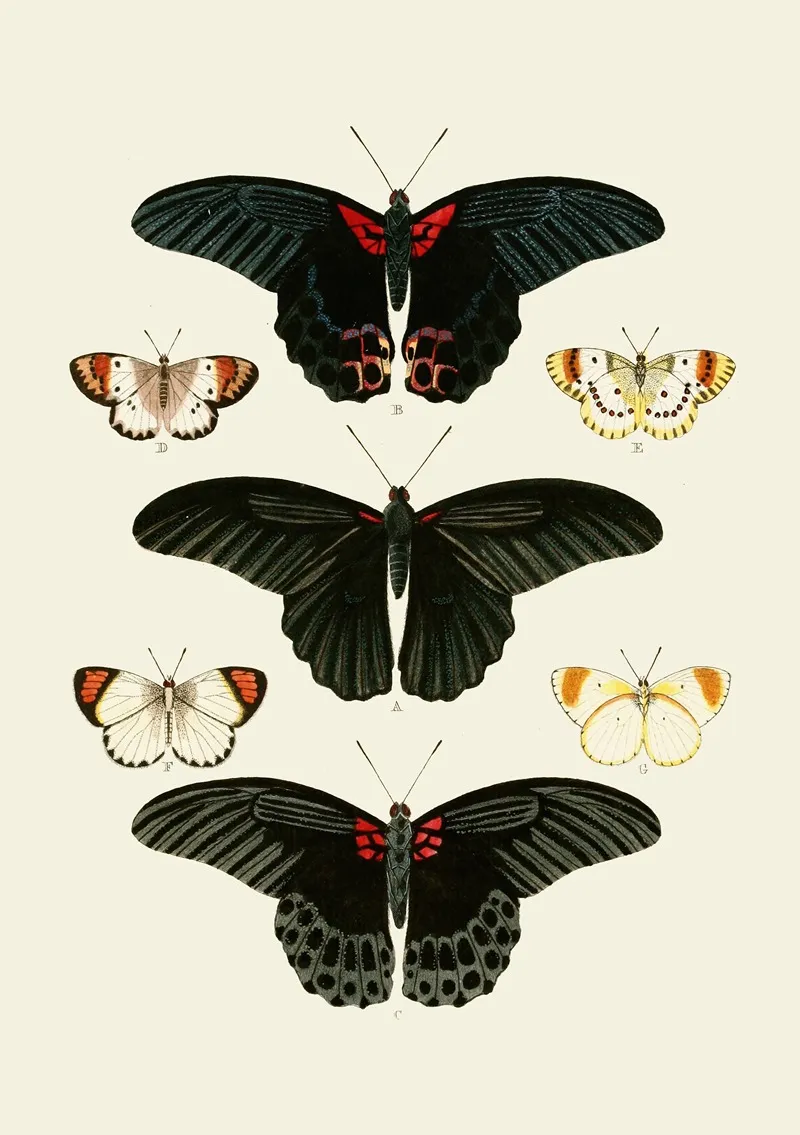 De Uitlandsche Kapellen Voorkomende In De Drie Waereld Deelen Asia Africa En America Pl91 Wall Art by Pieter Cramer - High-Resolution Digital Print