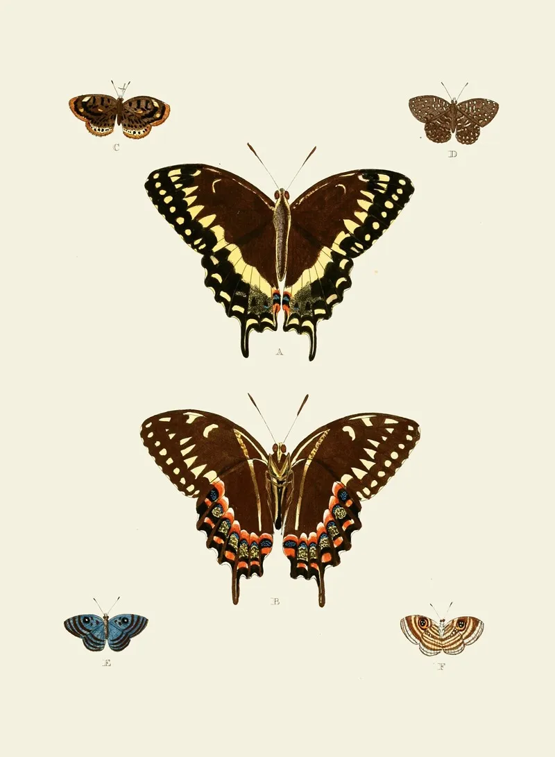De Uitlandsche Kapellen Voorkomende In De Drie Waereld Deelen Asia Africa En America Pl93 Wall Art by Pieter Cramer - High-Resolution Digital Print