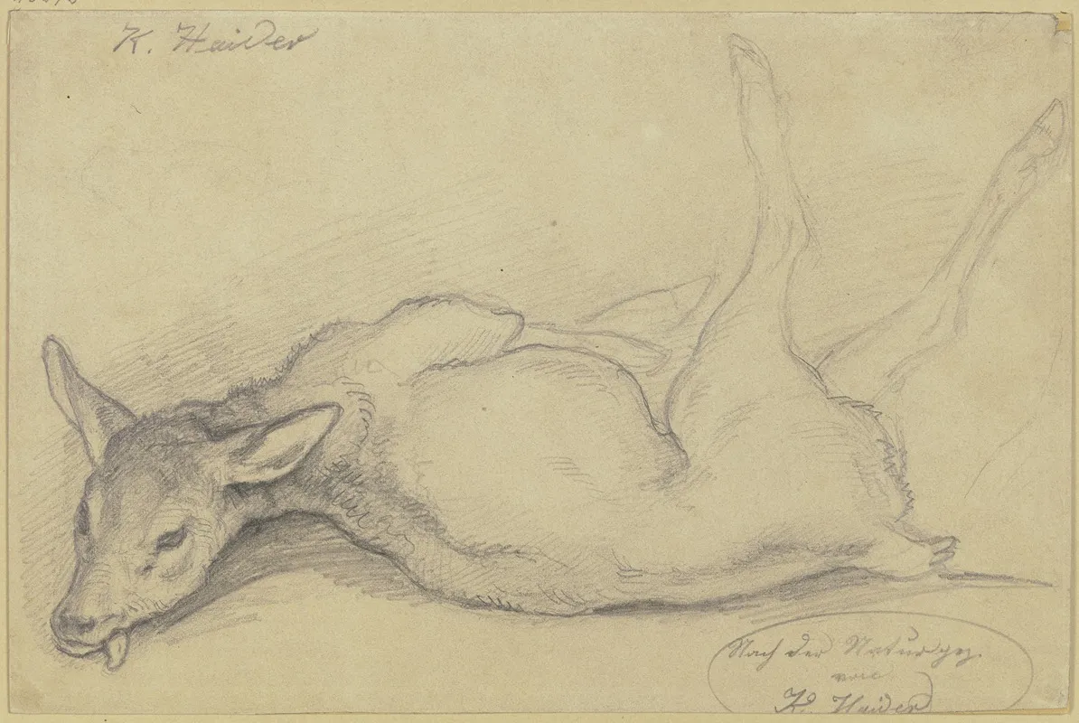 Dead Deer