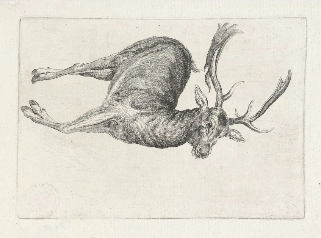 Dead Fallow Buck Lying On Its Left Side With Head To Right