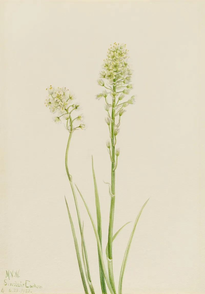 Death Camas Zygadenus Venenosus