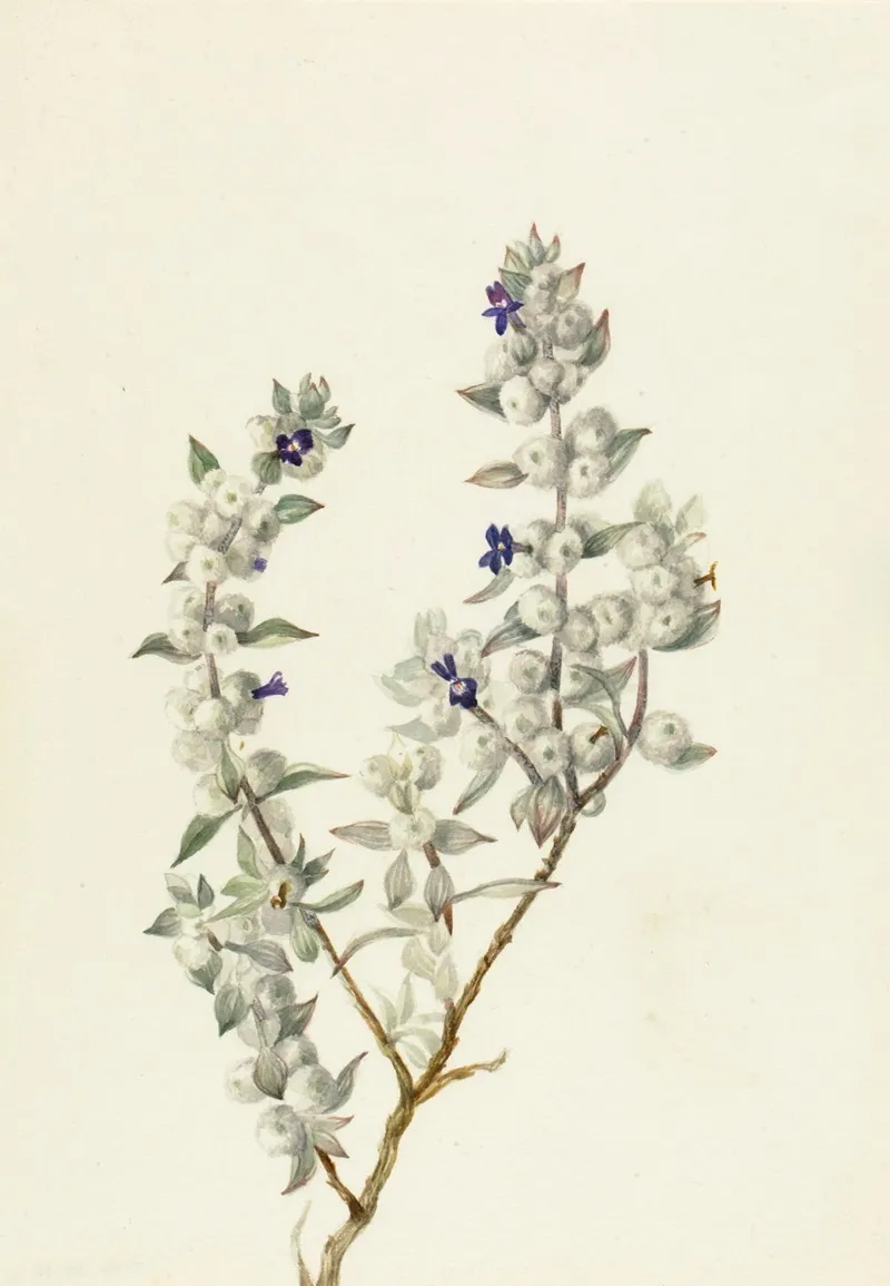 Death Valley Sage Salvia Funerea