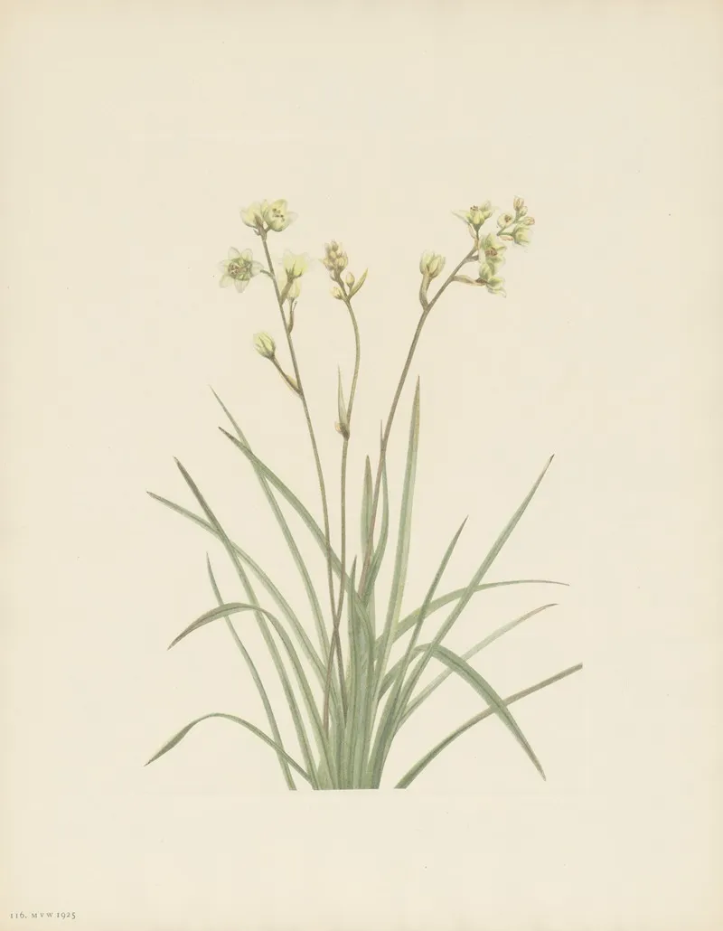 Deathcamas Zygadenus Elegans 3