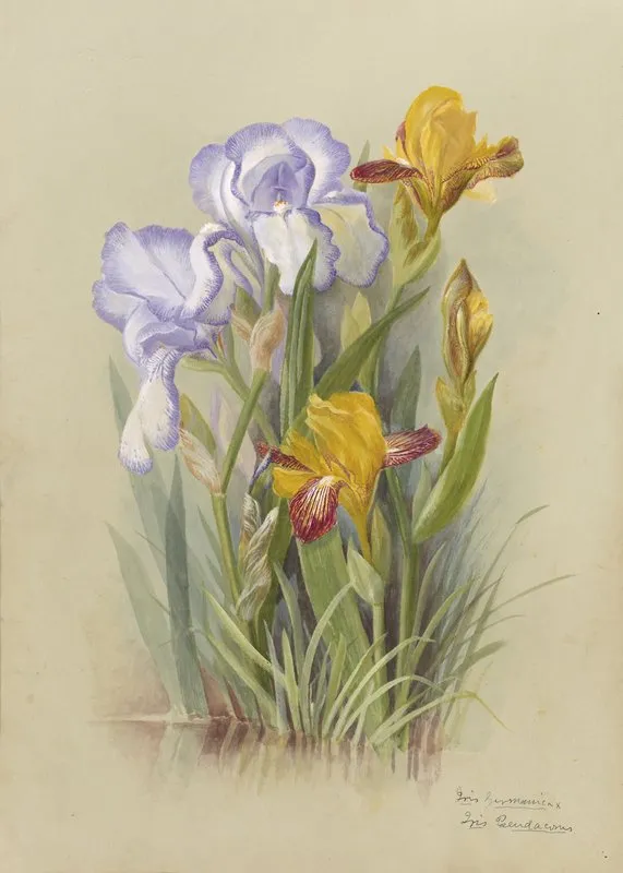 Deborah Griscom Passmore Watercolor Album Pl 03 Wall Art by Deborah Griscom Passmore - High-Resolution Digital Print