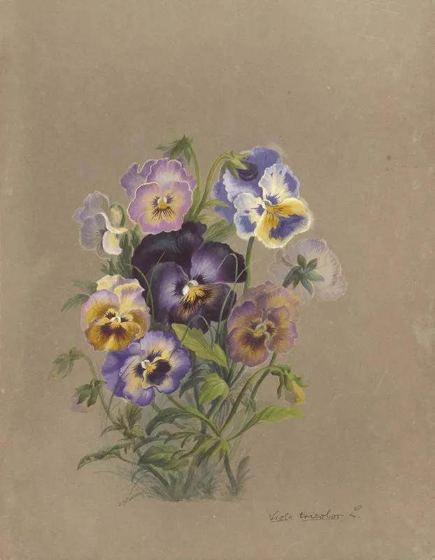 Deborah Griscom Passmore Watercolor Album Pl 17 Wall Art by Deborah Griscom Passmore - High-Resolution Digital Print