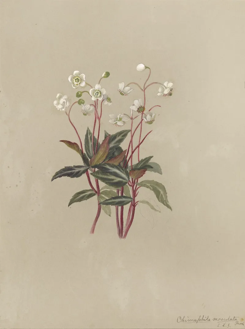 Deborah Griscom Passmore Watercolor Album Pl 23 Wall Art by Deborah Griscom Passmore - High-Resolution Digital Print