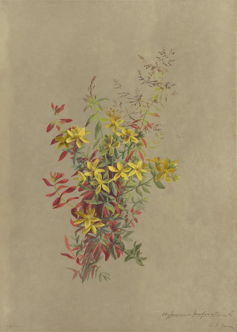 Deborah Griscom Passmore Watercolor Album Pl 26 Wall Art by Deborah Griscom Passmore - High-Resolution Digital Print