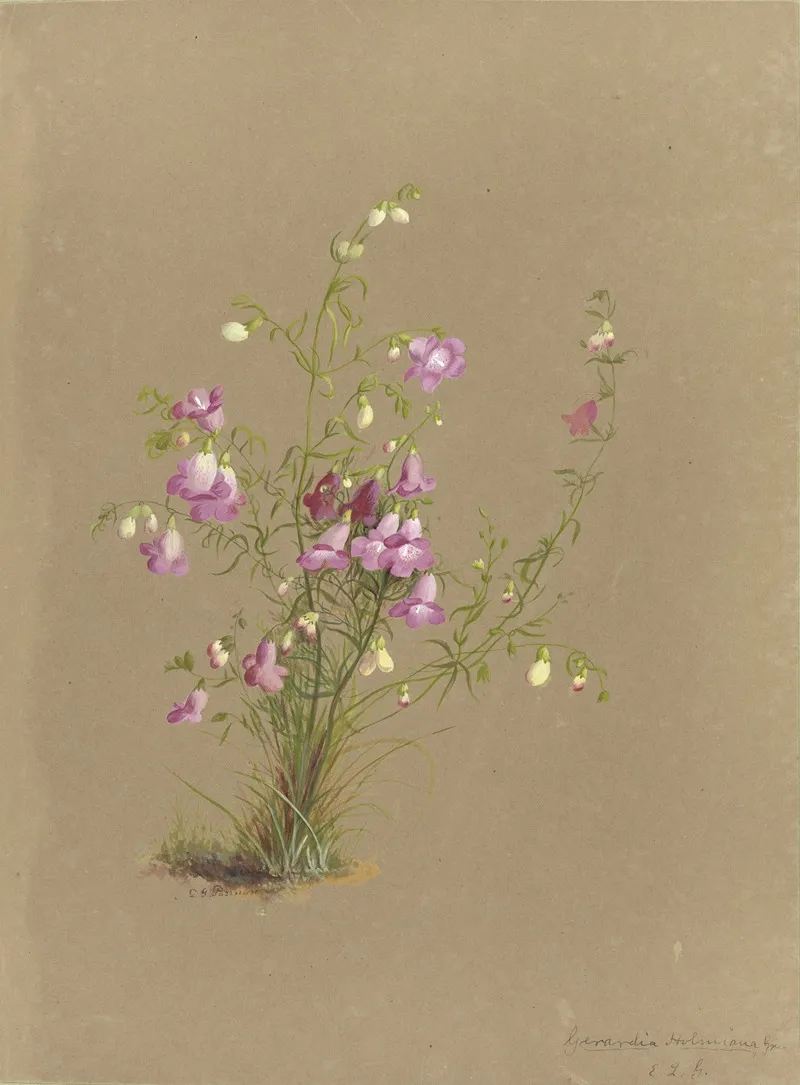 Deborah Griscom Passmore Watercolor Album Pl 30 Wall Art by Deborah Griscom Passmore - High-Resolution Digital Print