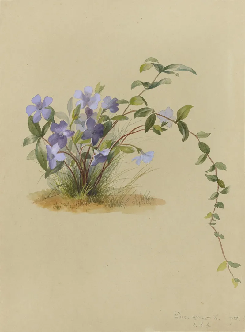 Deborah Griscom Passmore Watercolor Album Pl 32 Wall Art by Deborah Griscom Passmore - High-Resolution Digital Print