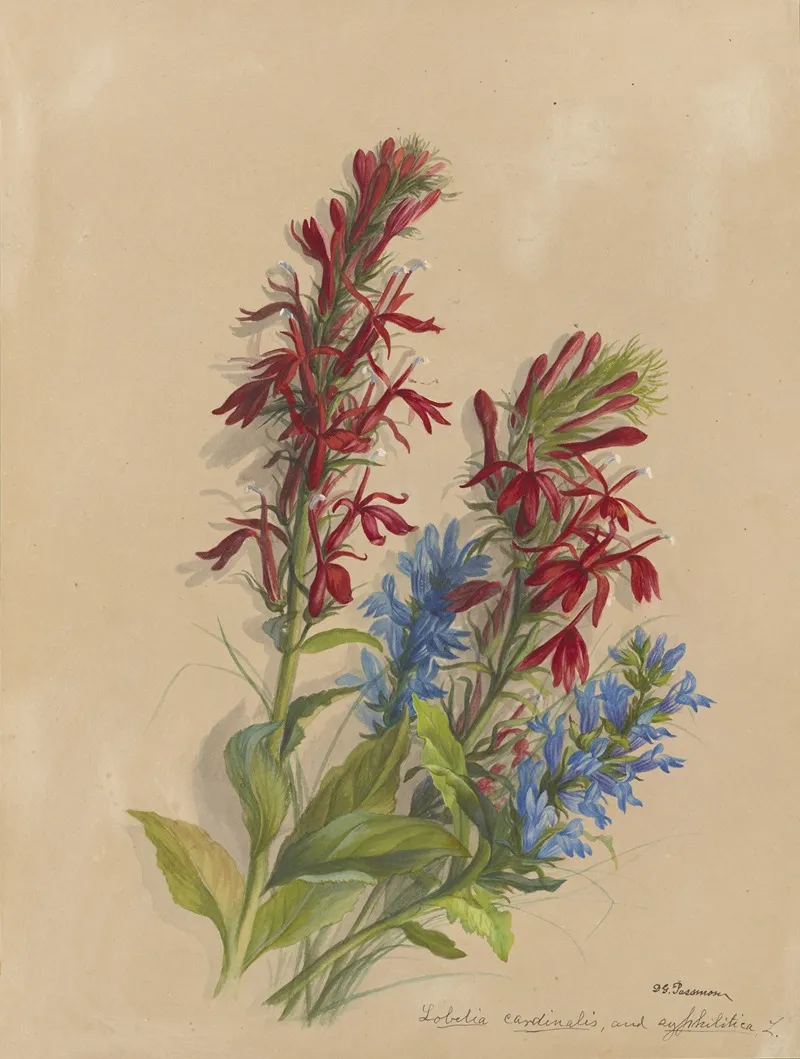 Deborah Griscom Passmore Watercolor Album Pl 45 Wall Art by Deborah Griscom Passmore - High-Resolution Digital Print
