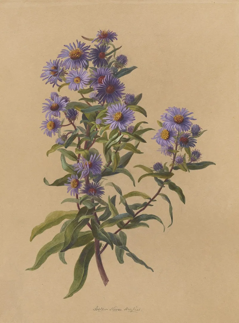 Deborah Griscom Passmore Watercolor Album Pl 49 Wall Art by Deborah Griscom Passmore - High-Resolution Digital Print