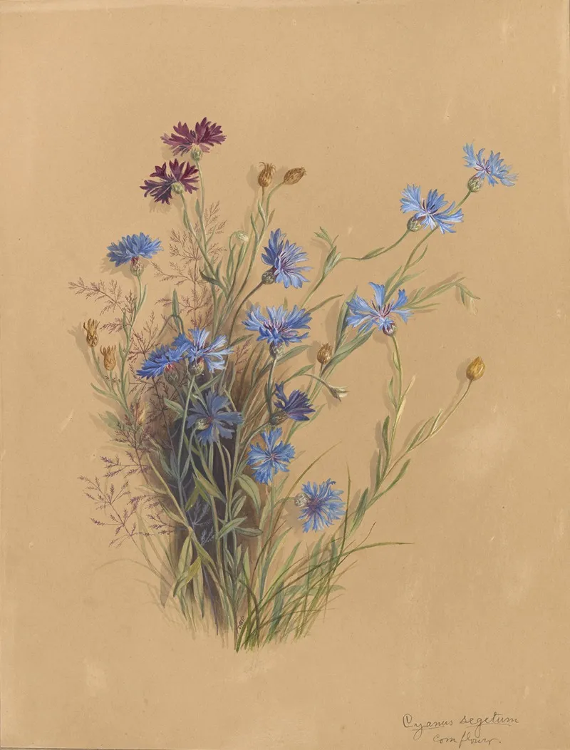 Deborah Griscom Passmore Watercolor Album Pl 56 Wall Art by Deborah Griscom Passmore - High-Resolution Digital Print