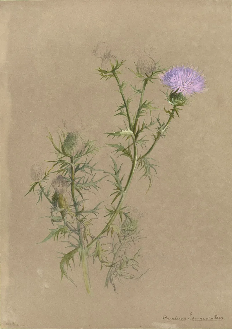 Deborah Griscom Passmore Watercolor Album Pl 57 Wall Art by Deborah Griscom Passmore - High-Resolution Digital Print