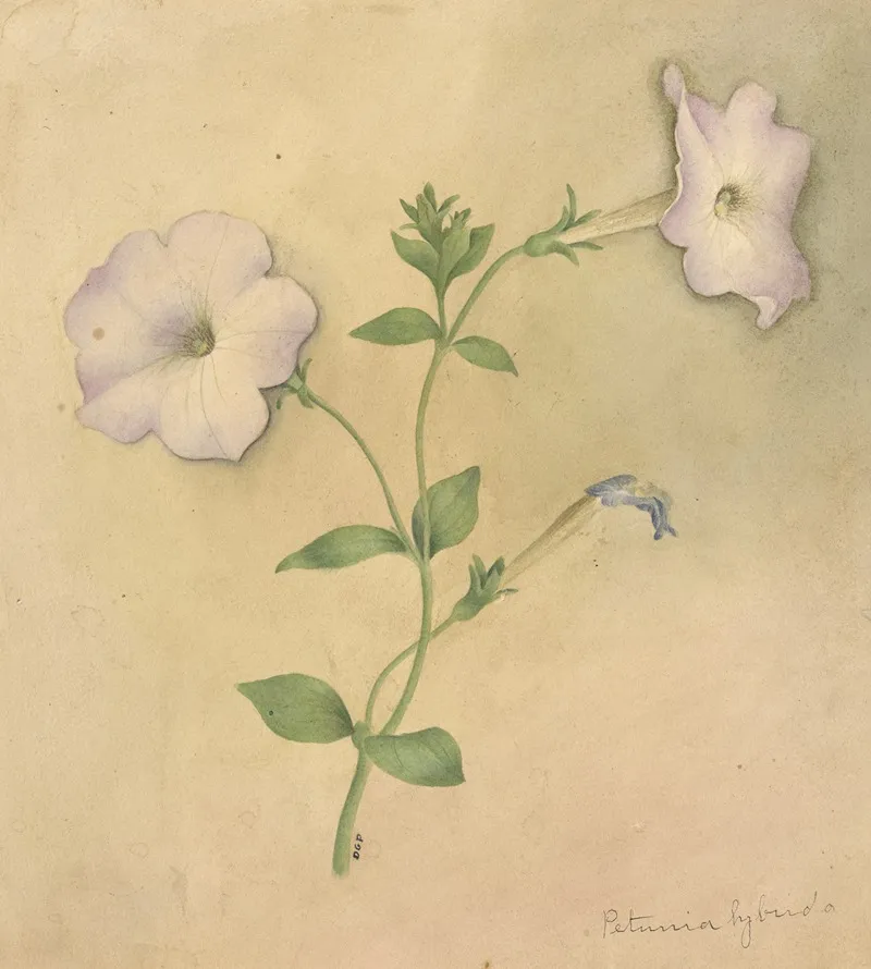 Deborah Griscom Passmore Watercolor Album Pl 79 Wall Art by Deborah Griscom Passmore - High-Resolution Digital Print