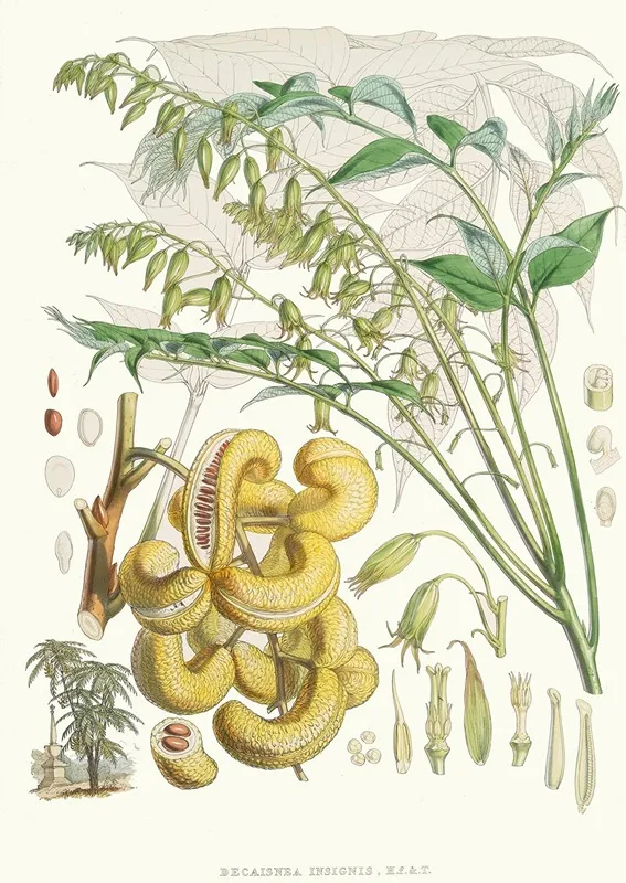 Decaisnea Insignis H F Et T Wall Art by Walter Hood Fitch - High-Resolution Digital Print