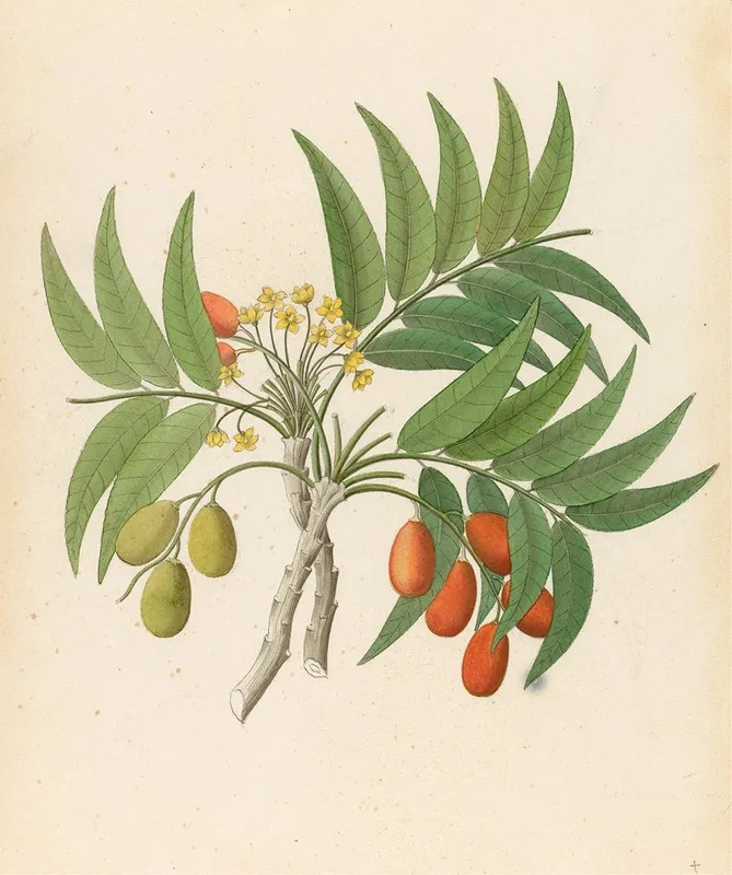 Decandria Mon Harpephyllum Caffrum Wall Art by Clemenz Heinrich Wehdemann - High-Resolution Digital Print