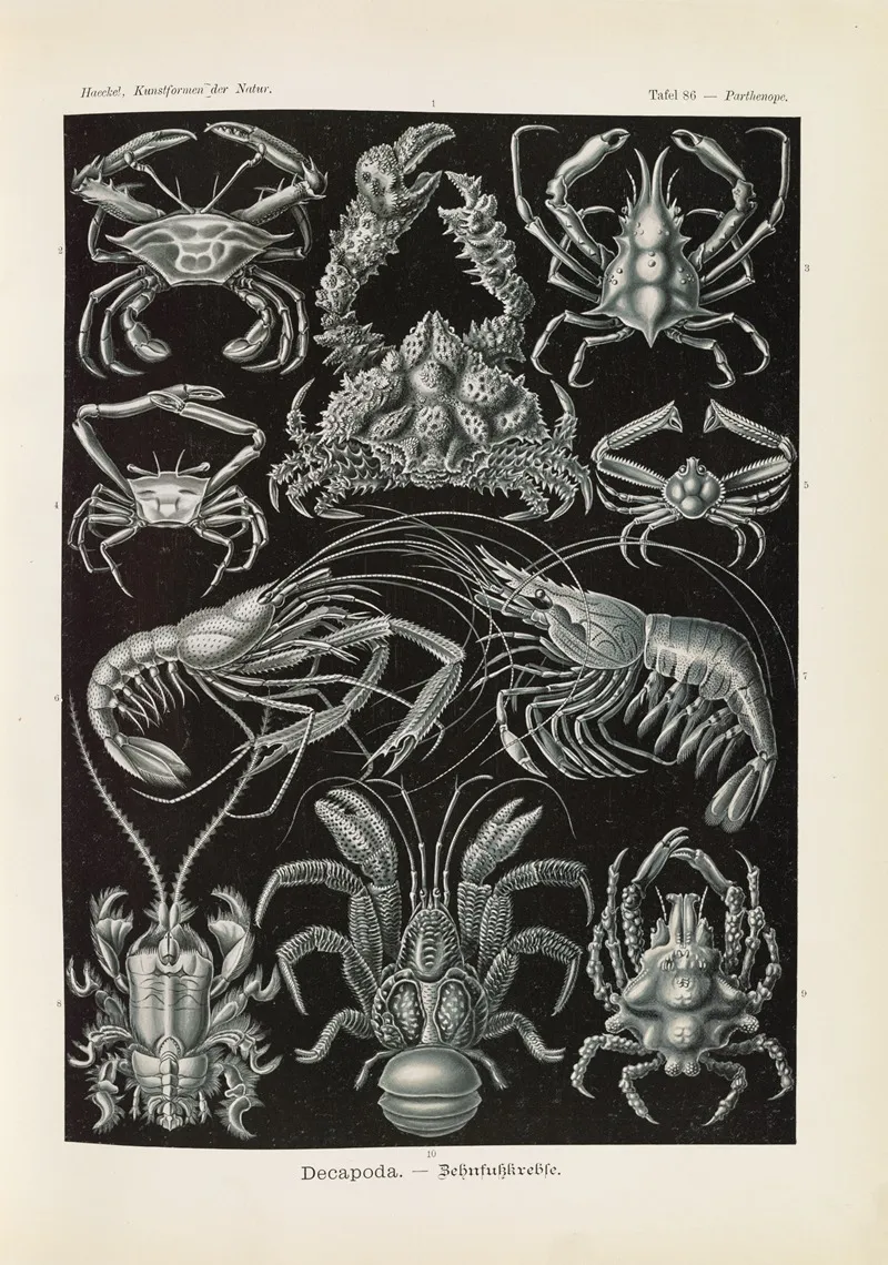 Decapoda Behnfukkreble Wall Art by Ernst Haeckel - High-Resolution Digital Print