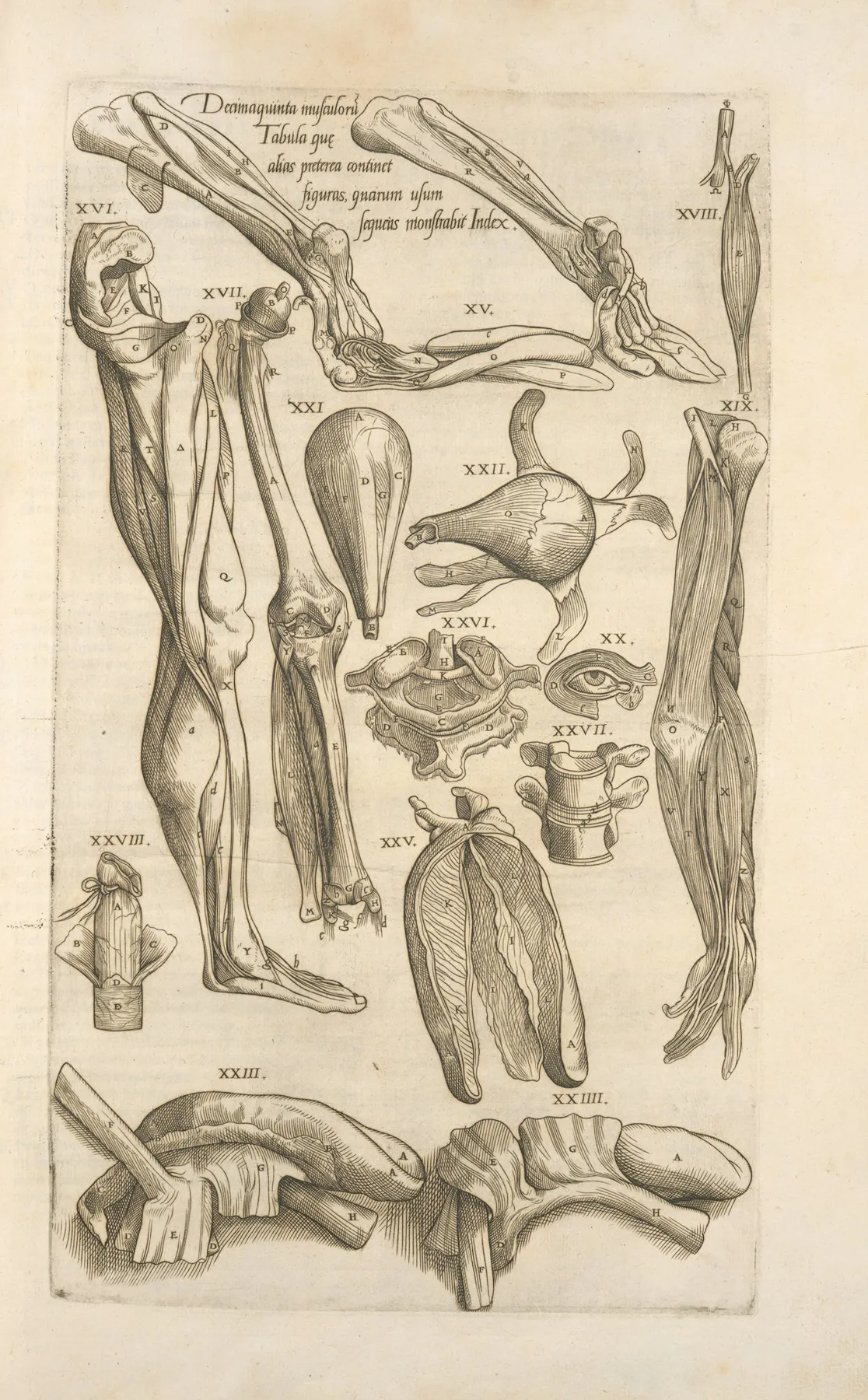 Decima Quinta Musculorum Tabula Quae Preterea Continet Figuras