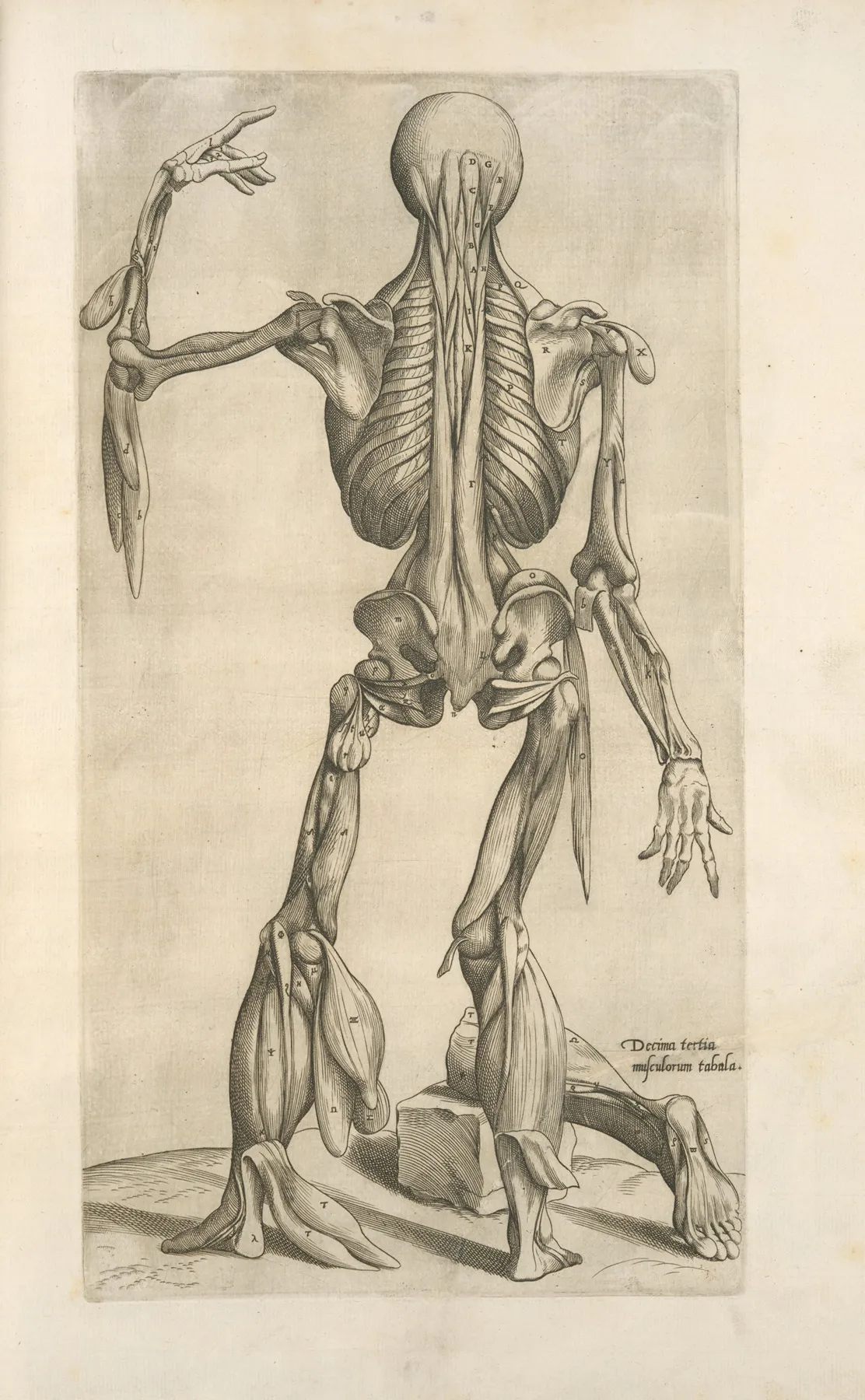 Decima Tertia Musculorum Tabula
