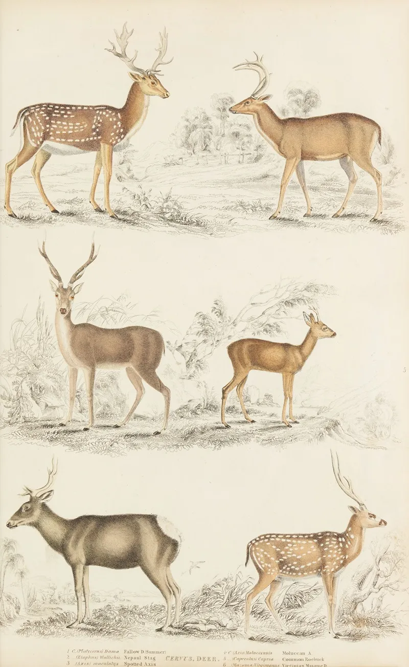 Deer 10 Wall Art by William MacGillivray - High-Resolution Digital Print