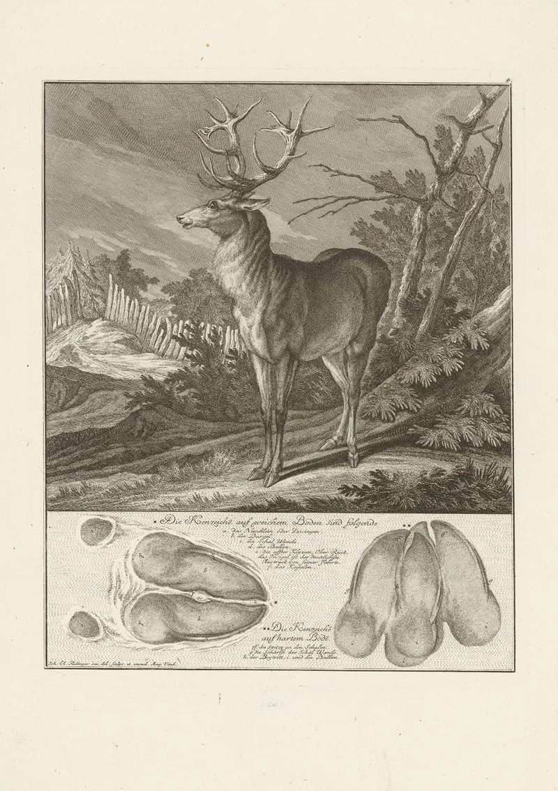 Deer 11