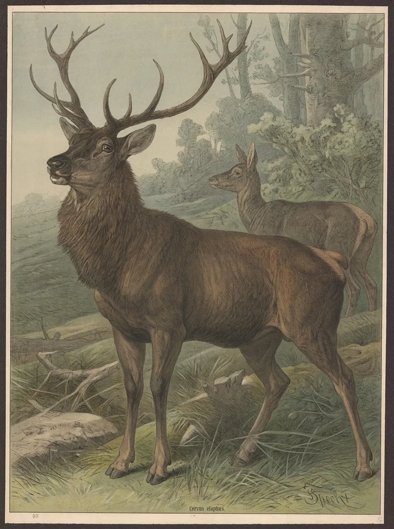 Deer 18 Wall Art by Friedrich Specht - High-Resolution Digital Print