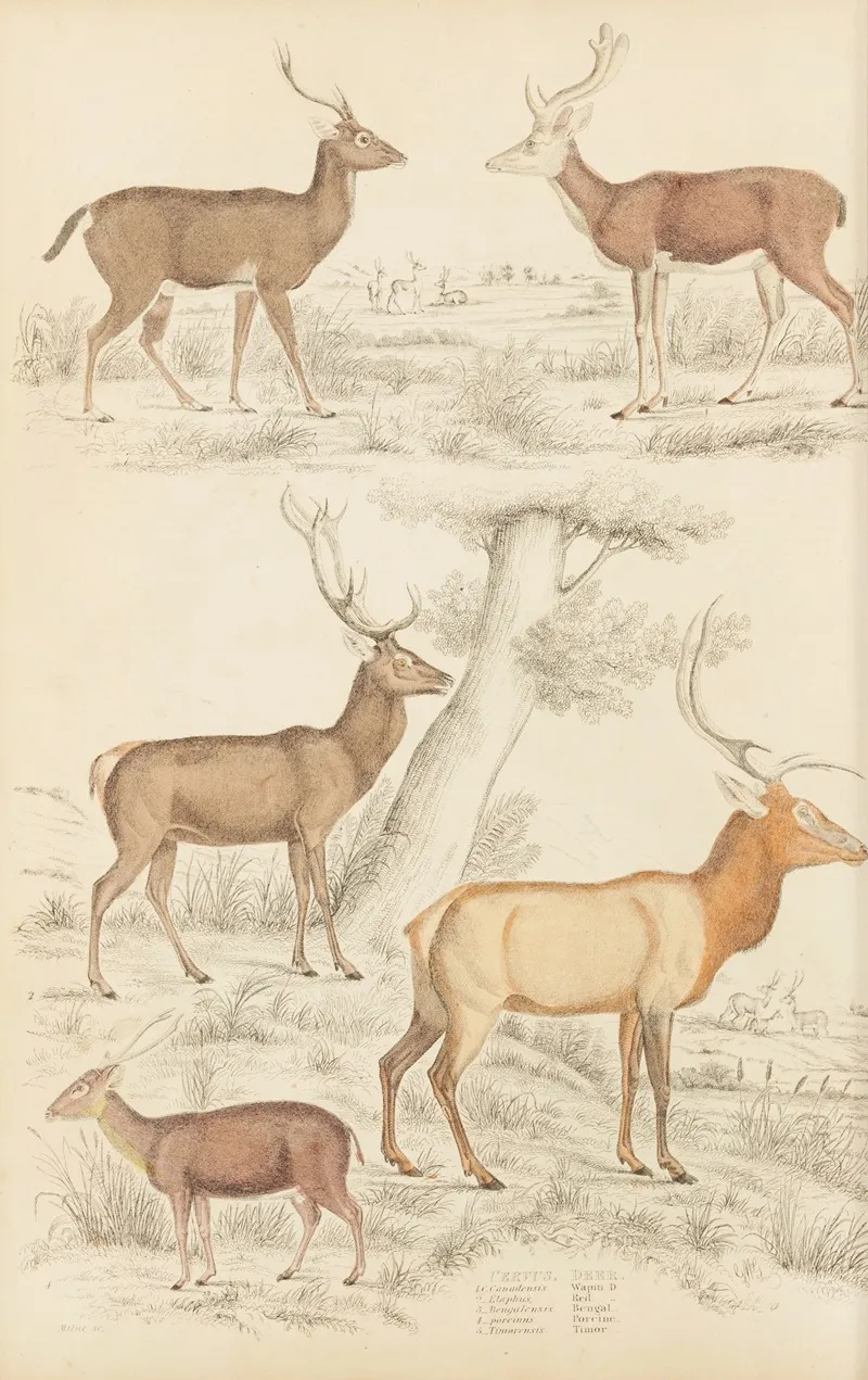 Deer 6 Wall Art by William MacGillivray - High-Resolution Digital Print