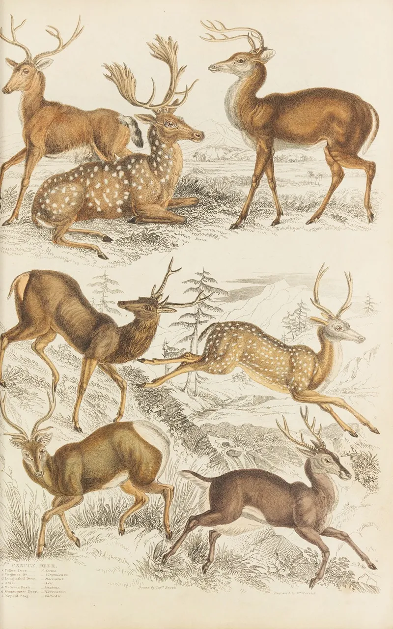 Deer 9 Wall Art by William MacGillivray - High-Resolution Digital Print
