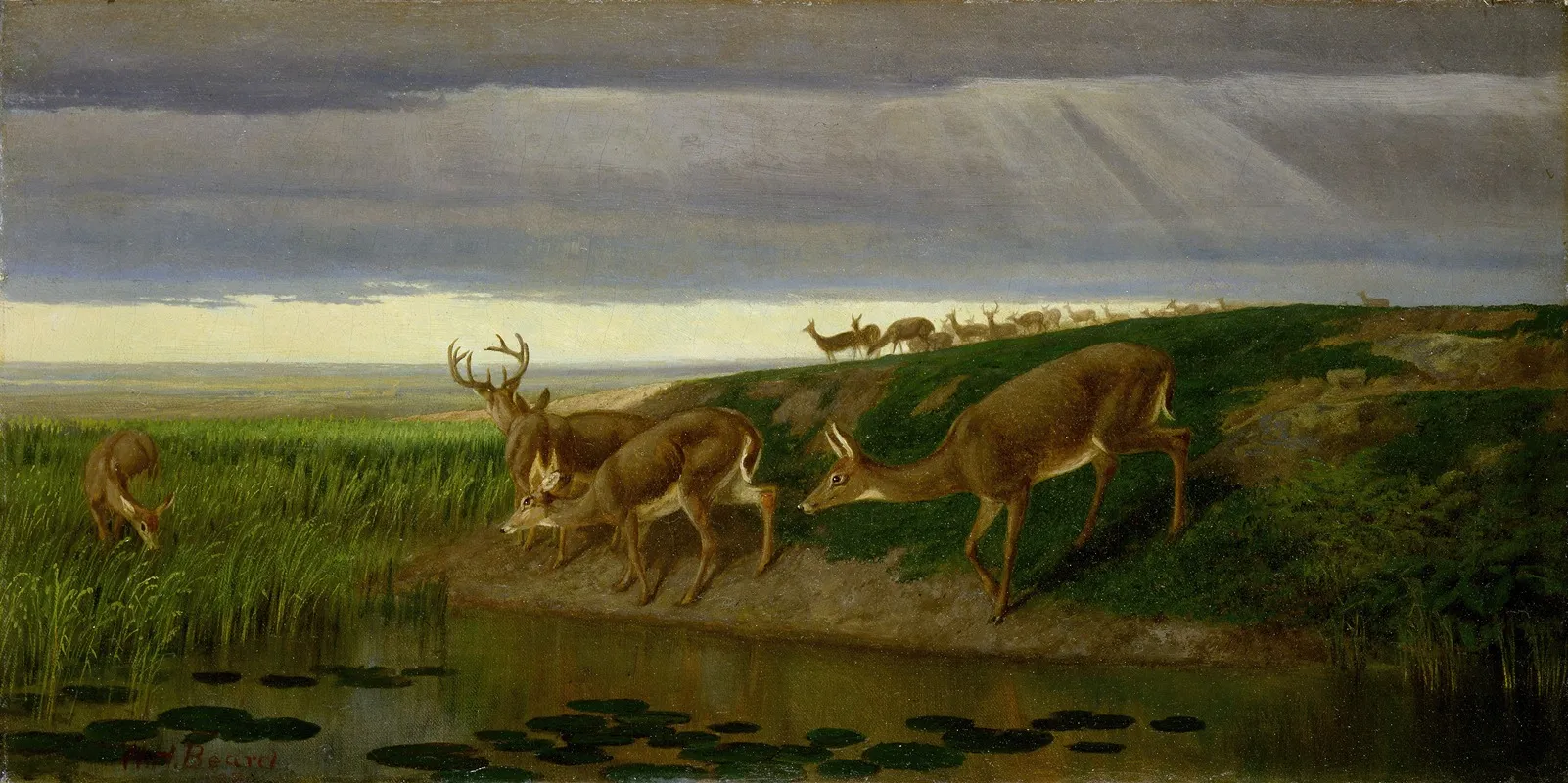 Deer On The Prairie