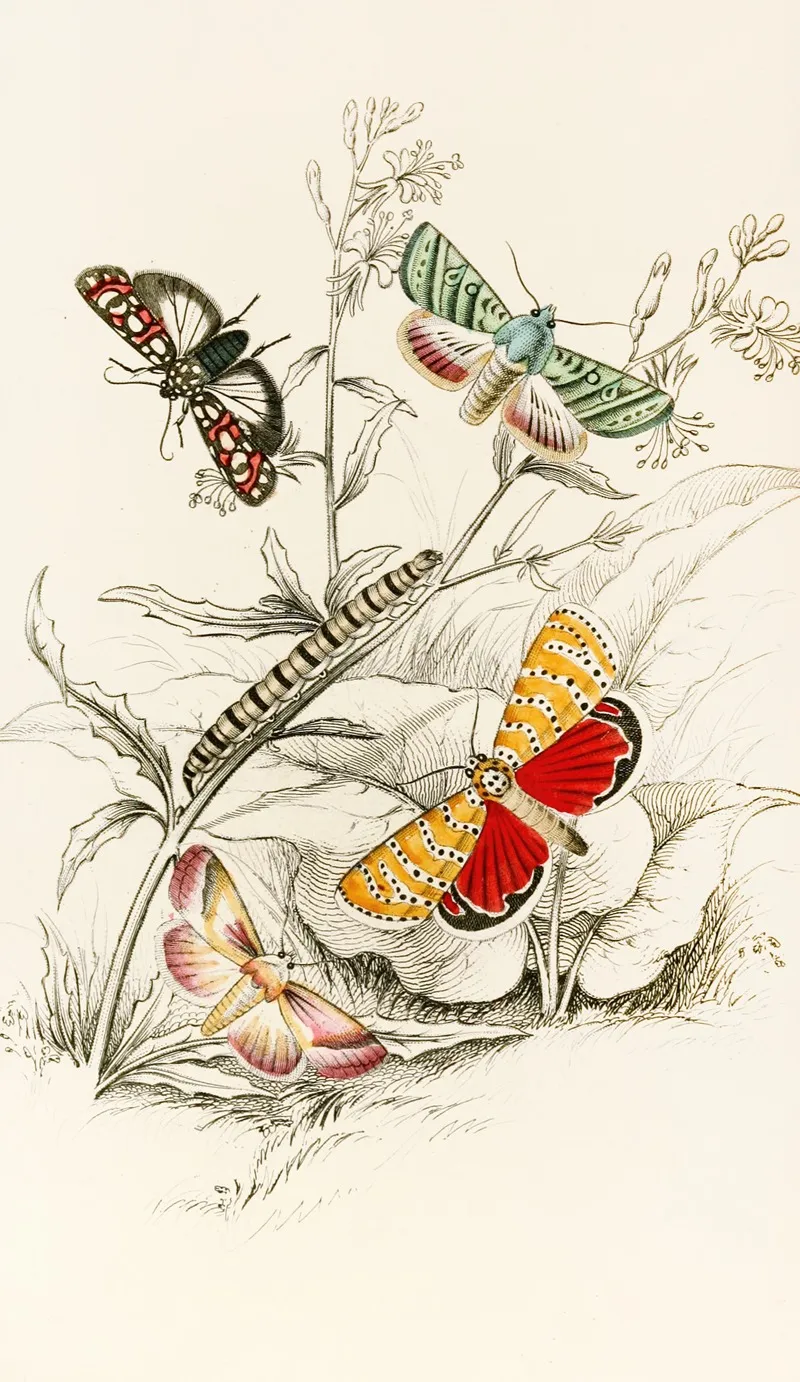 Deiopeia Bella Cydosia Nobilitella Chloridea Rhexiae Wall Art by James Duncan - High-Resolution Digital Print