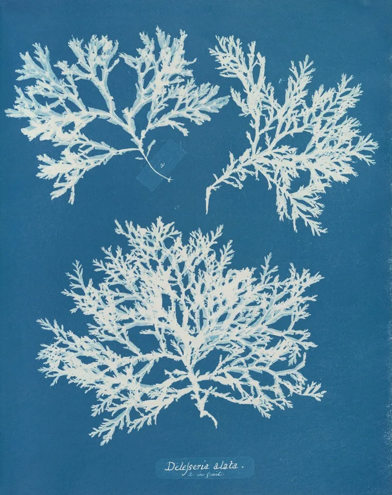 Delesseria Alata Wall Art by Anna Atkins - High-Resolution Digital Print