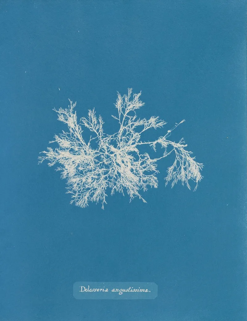 Delesseria Angustissima Wall Art by Anna Atkins - High-Resolution Digital Print