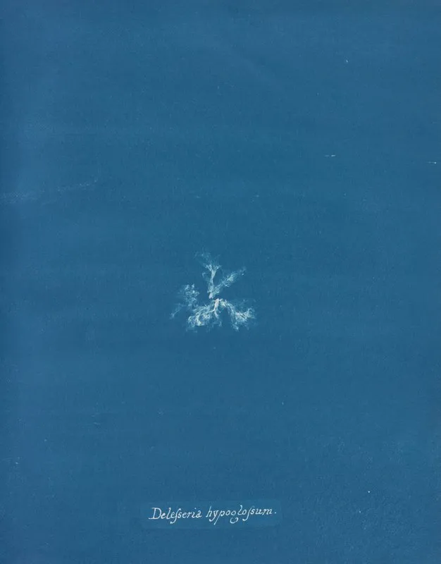 Delesseria Hypoglossum 2 Wall Art by Anna Atkins - High-Resolution Digital Print
