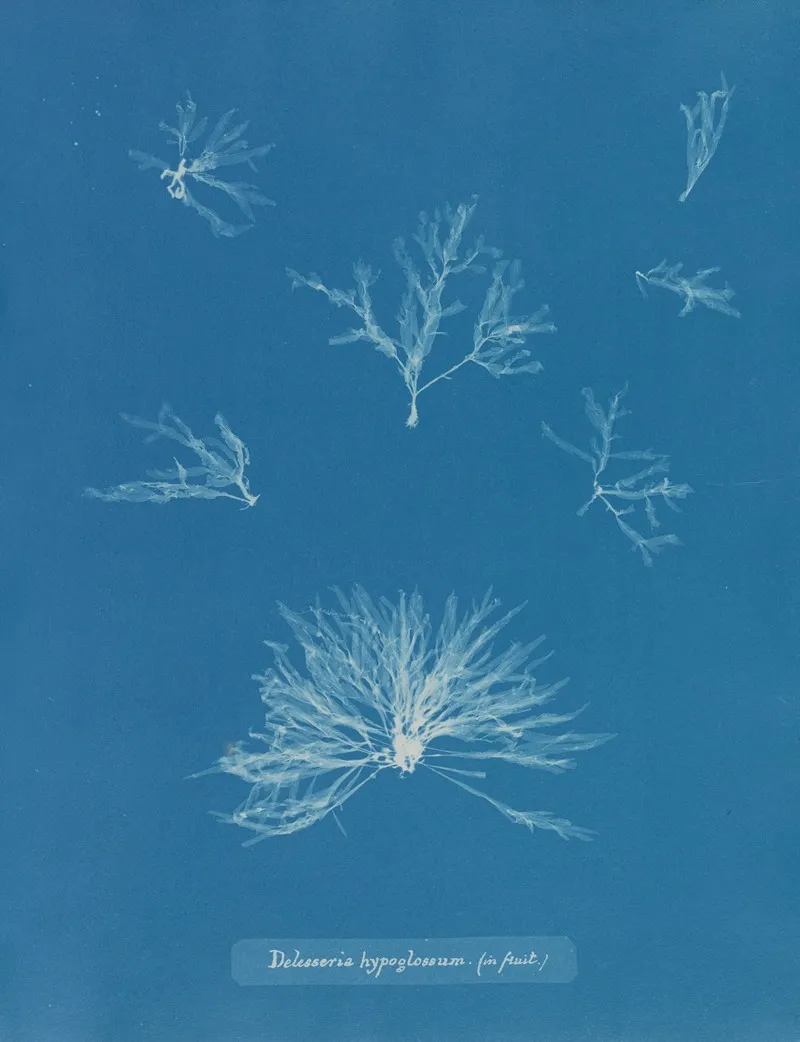 Delesseria Hypoglossum In Fruit Wall Art by Anna Atkins - High-Resolution Digital Print