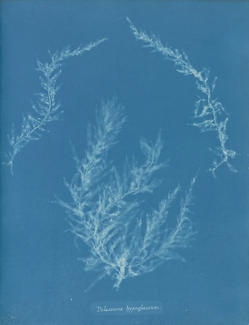 Delesseria Hypoglossum Wall Art by Anna Atkins - High-Resolution Digital Print