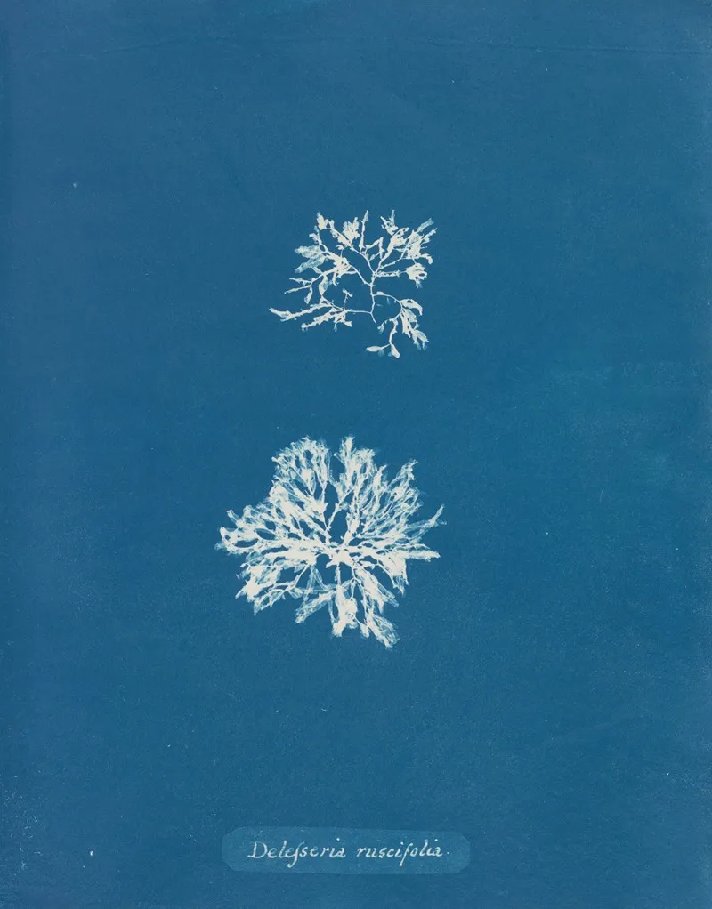 Delesseria Ruscifolia Wall Art by Anna Atkins - High-Resolution Digital Print