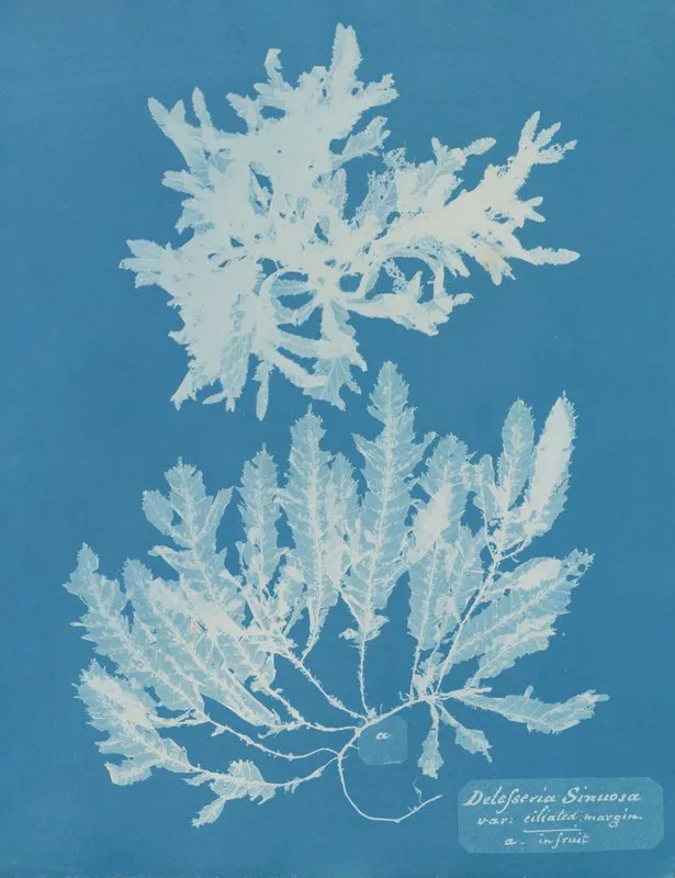 Delesseria Sinuosa Va Ciliated Margin A In Fruit Wall Art by Anna Atkins - High-Resolution Digital Print