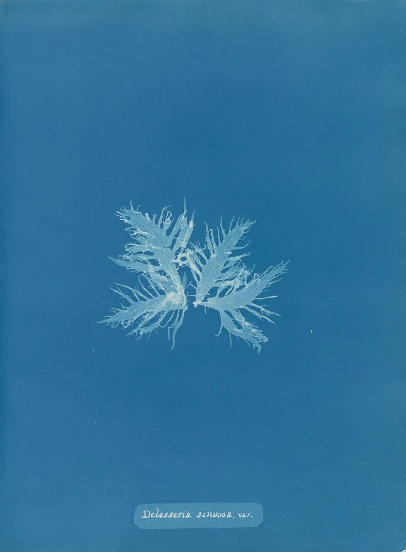Delesseria Sinuosa Var Wall Art by Anna Atkins - High-Resolution Digital Print